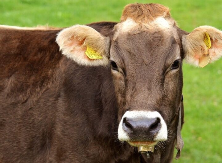 Una mucca