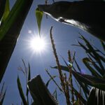 Caldo