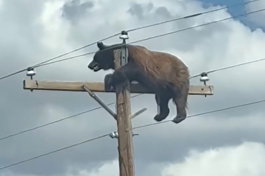 orso palo della luce