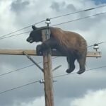 orso palo della luce