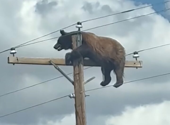 orso palo della luce