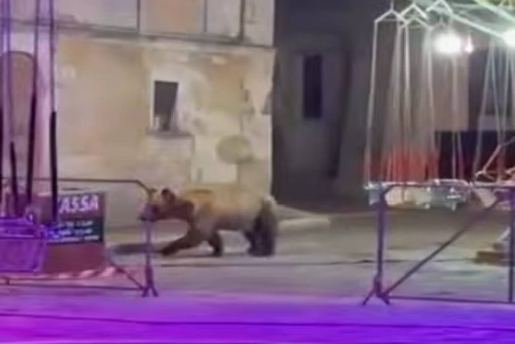 Orso