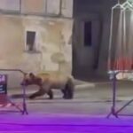 Orso