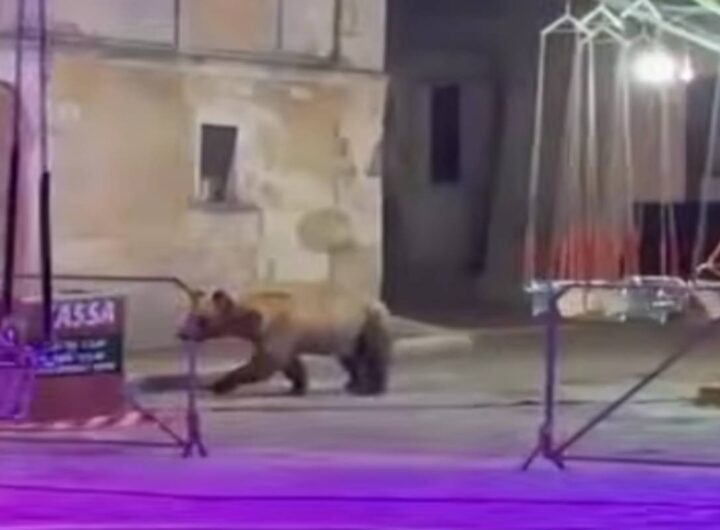 Orso