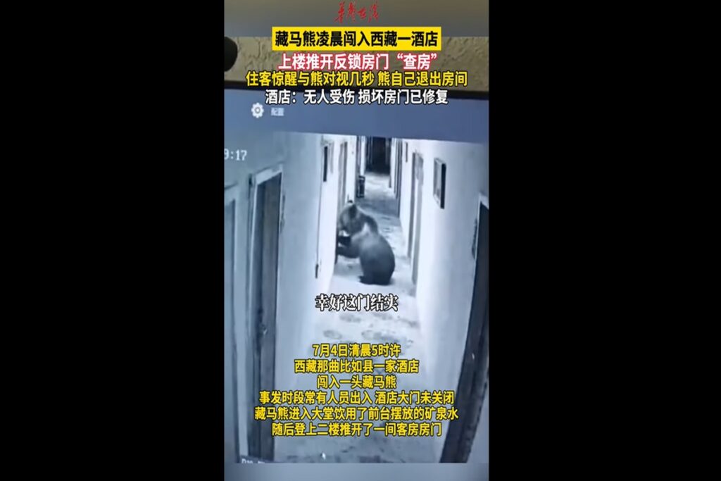 Il video dell’orso che forza la porta di una stanza d’albergo in Tibet