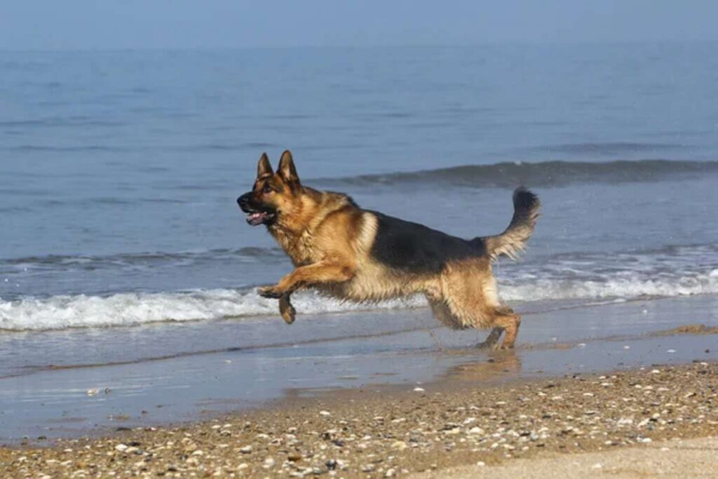 pastore tedesco corre al mare
