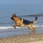 pastore tedesco corre al mare