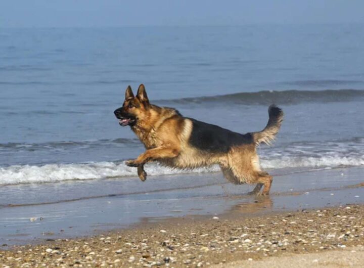 pastore tedesco corre al mare
