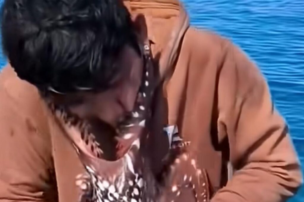 polpo pescatore