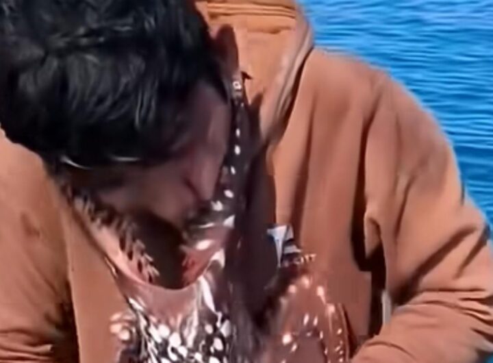 polpo pescatore