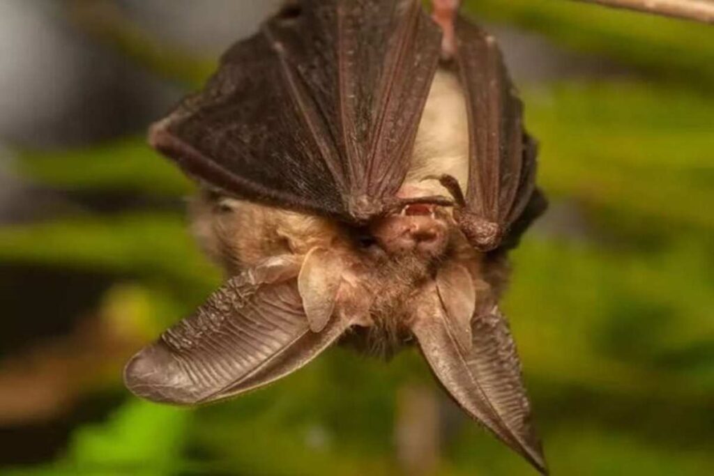Pipistrello