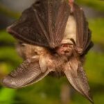 Pipistrello