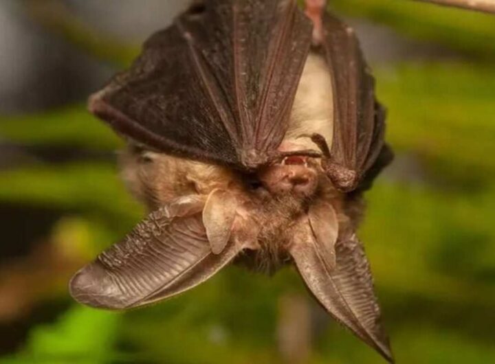 Pipistrello
