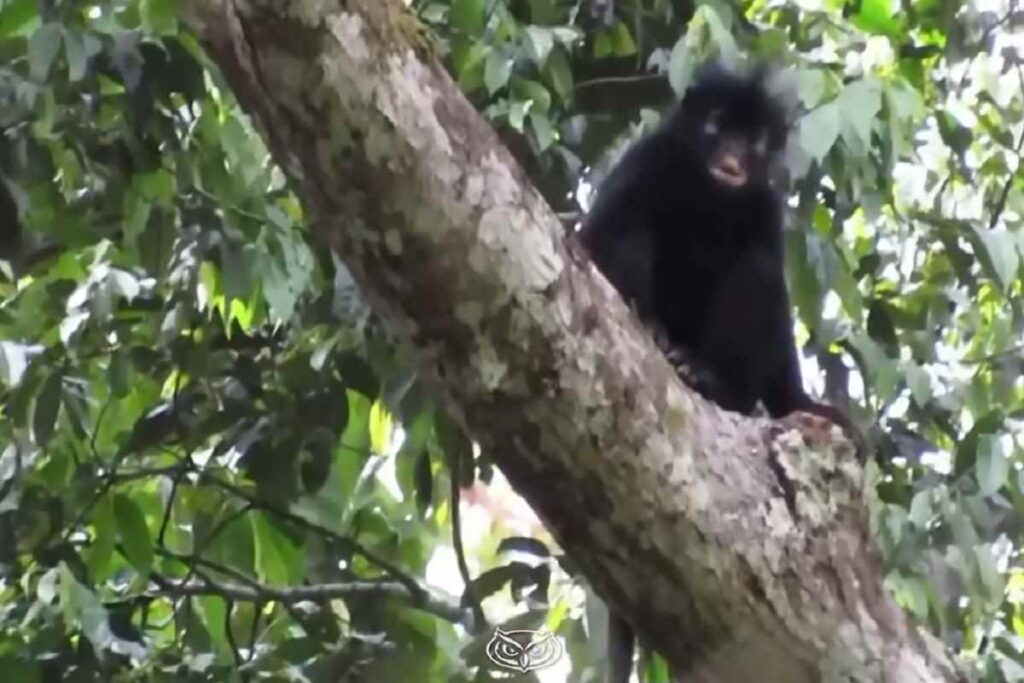La Likweli, la nuova specie di scimmia scoperta in Congo 20 anni fa ora riconosciuta ufficialmente