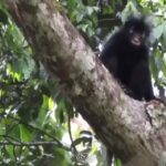 La Likweli, la nuova specie di scimmia scoperta in Congo 20 anni fa ora riconosciuta ufficialmente