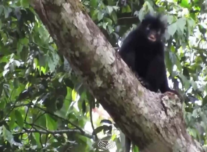 La Likweli, la nuova specie di scimmia scoperta in Congo 20 anni fa ora riconosciuta ufficialmente