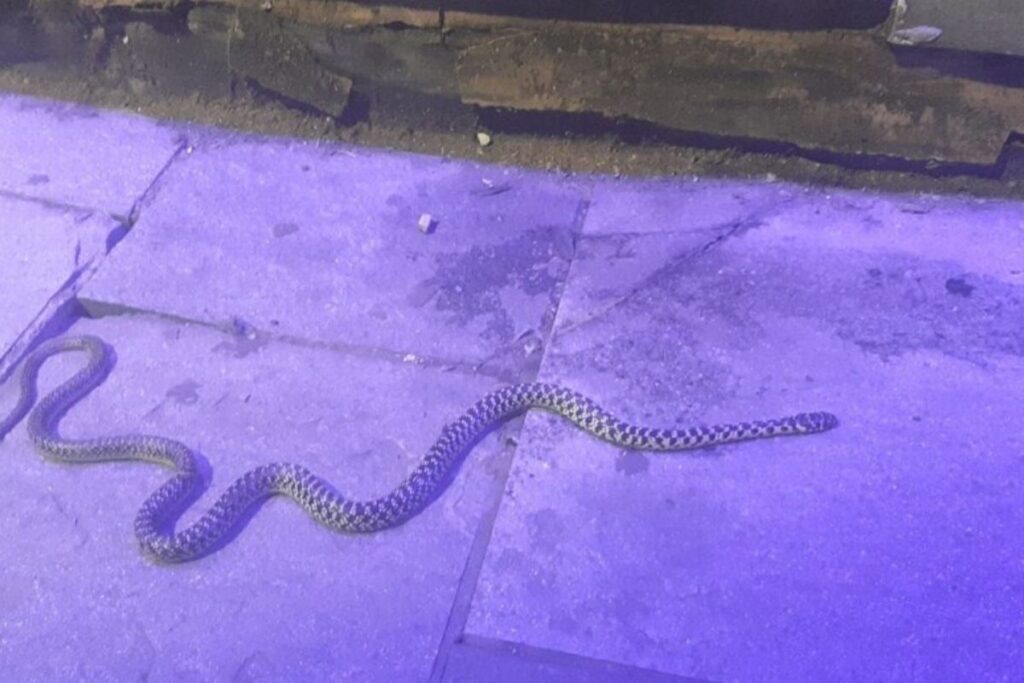 serpente