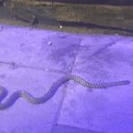 serpente
