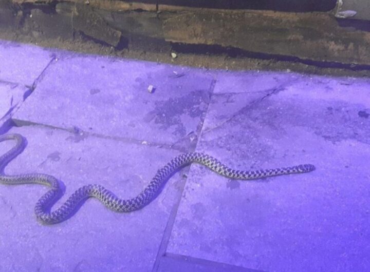 serpente