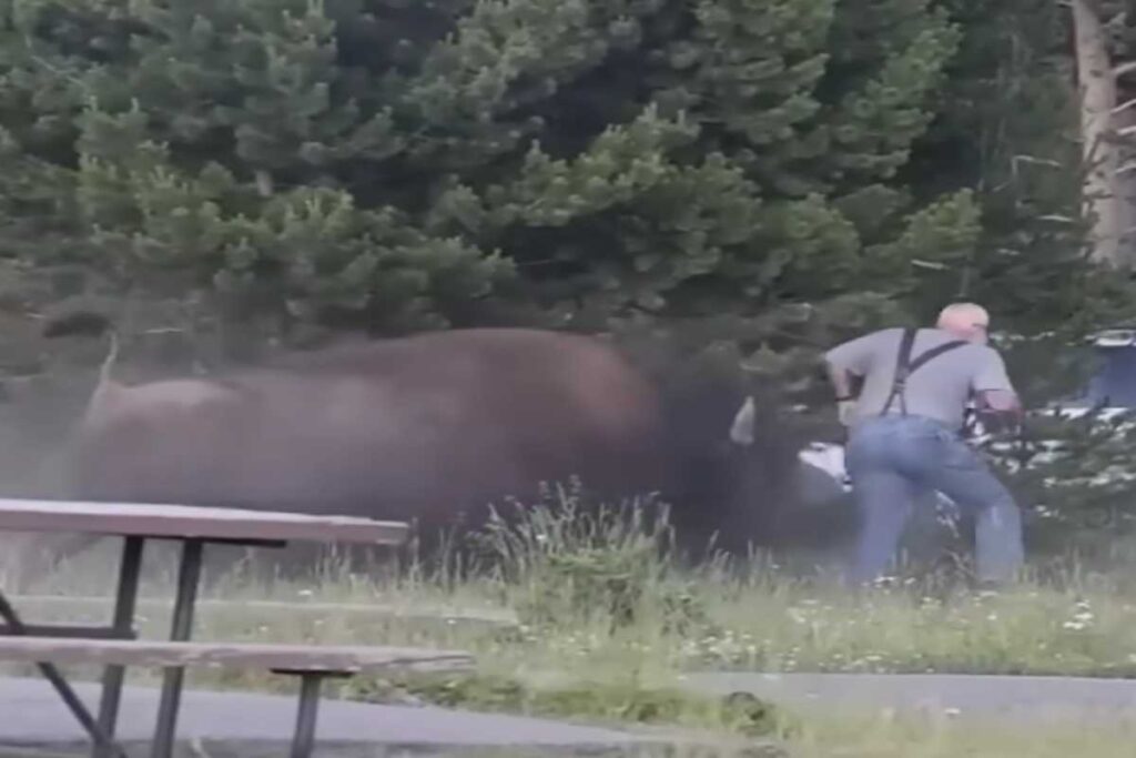 Bisonte attacca turista