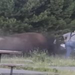 Bisonte attacca turista