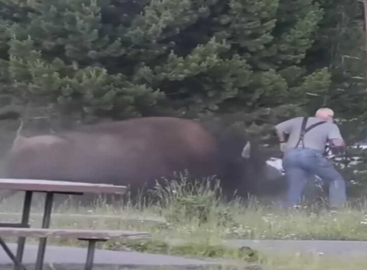 Bisonte attacca turista