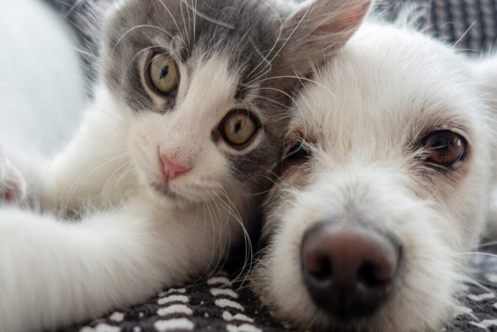 Animali domestici