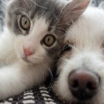 Animali domestici