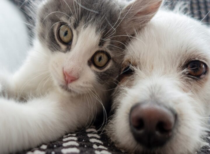 Animali domestici