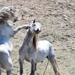 La storia della famiglia aggredita in montagna da un branco di cavalli selvatici