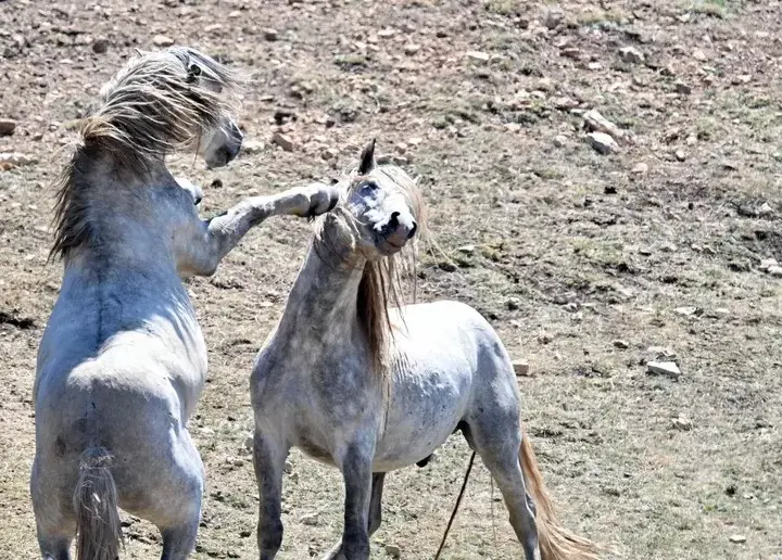 La storia della famiglia aggredita in montagna da un branco di cavalli selvatici