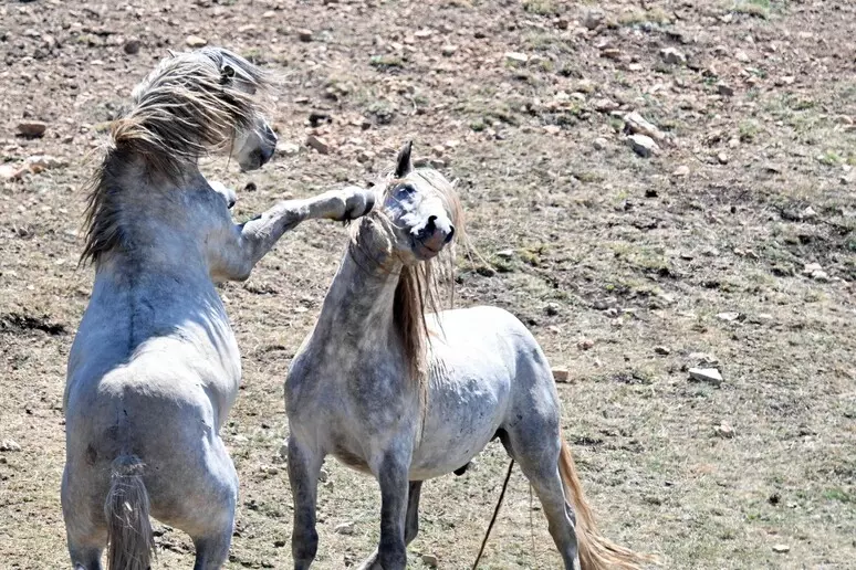 La storia della famiglia aggredita in montagna da un branco di cavalli selvatici