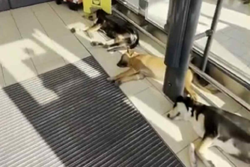 Il video dei cani randagi che in Sicilia si rinfrescano nell'androne del supermercato