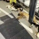 Il video dei cani randagi che in Sicilia si rinfrescano nell'androne del supermercato