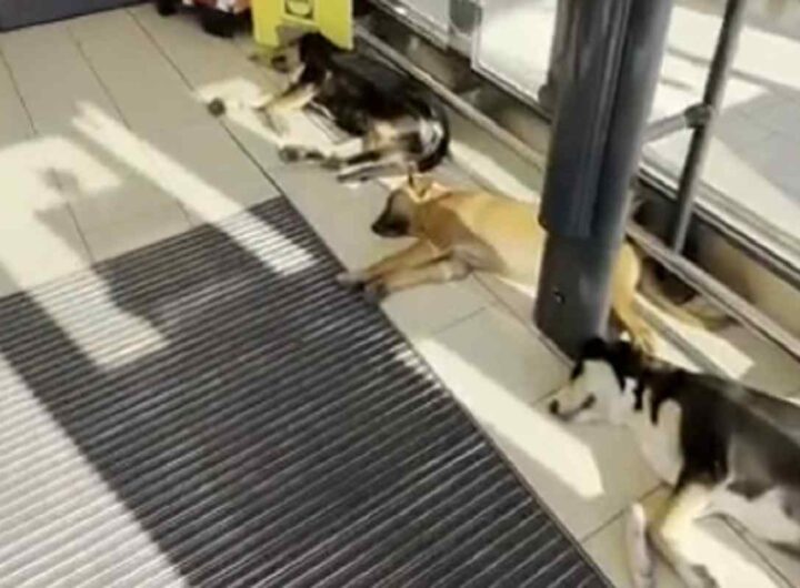 Il video dei cani randagi che in Sicilia si rinfrescano nell'androne del supermercato