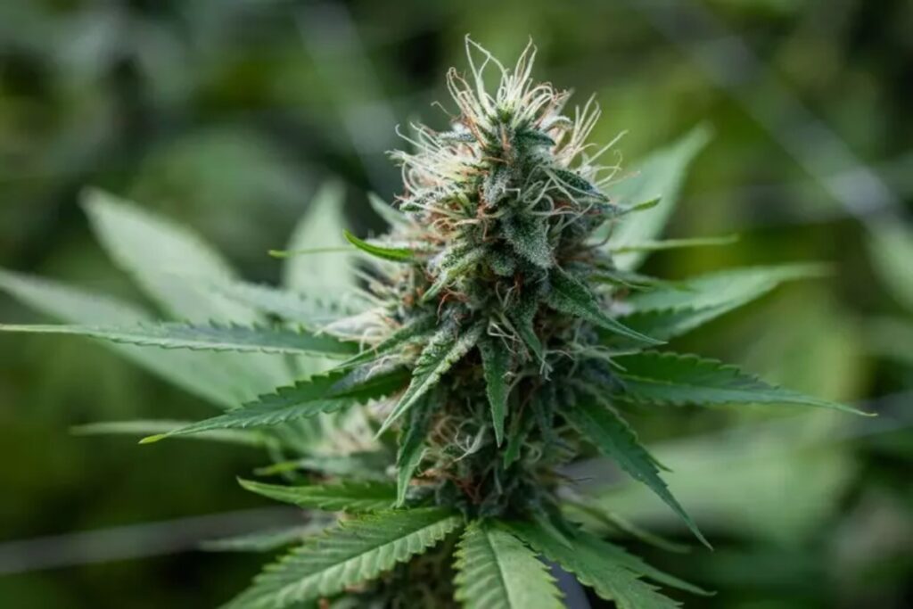 infiorescenze marijuana