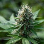 infiorescenze marijuana