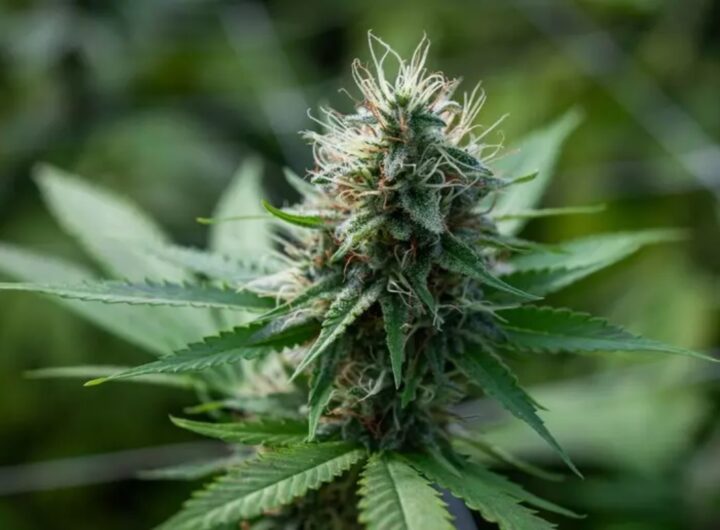infiorescenze marijuana