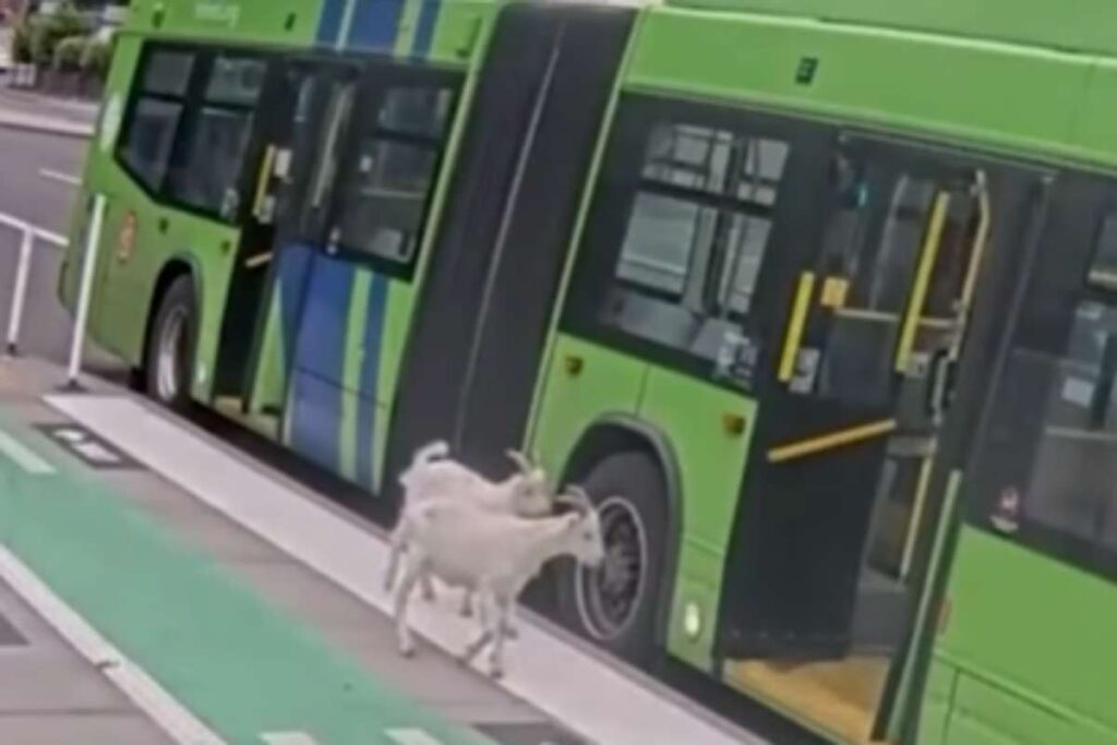 Capre salgono sull'autobus