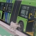 Capre salgono sull'autobus