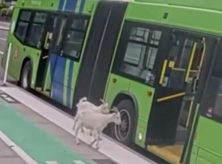 Capre salgono sull'autobus