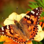 Farfalle
