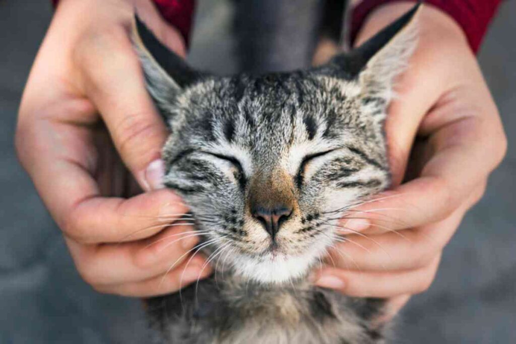 gatto
