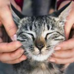 gatto