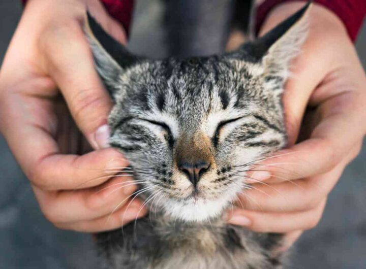 gatto