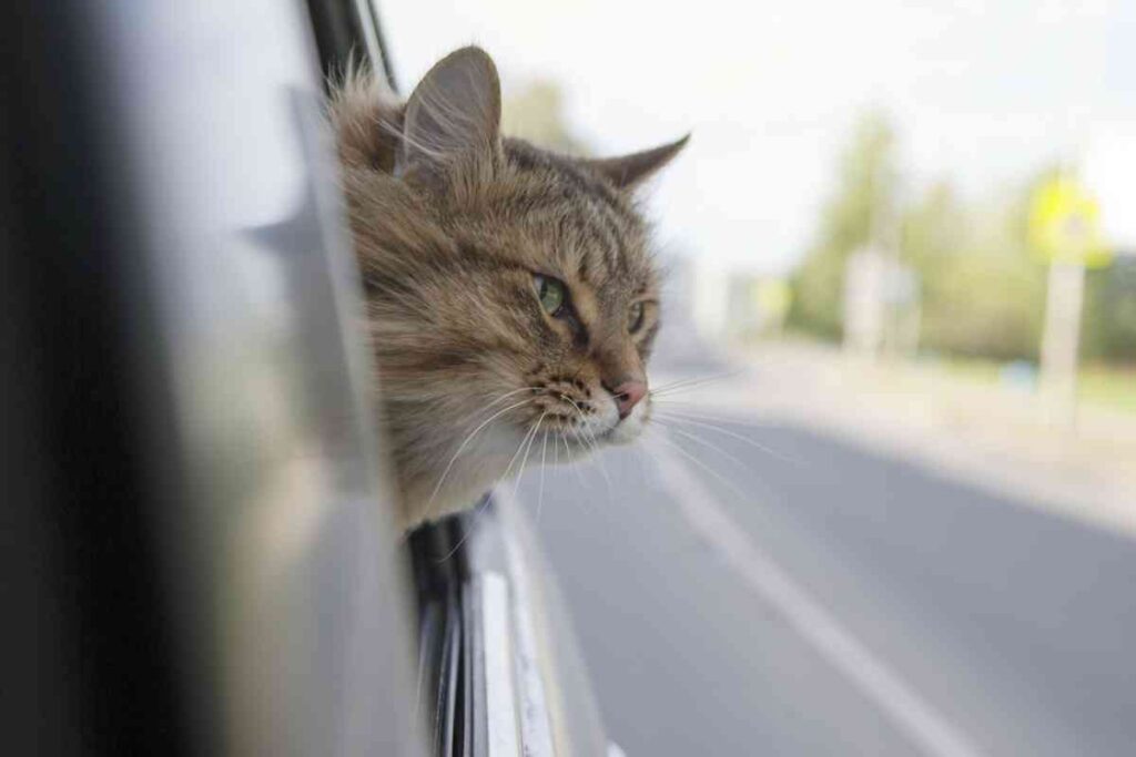gatto