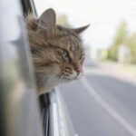 gatto