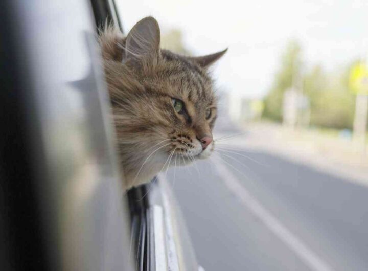 gatto