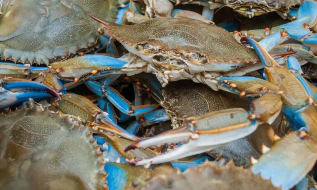 granchio blu