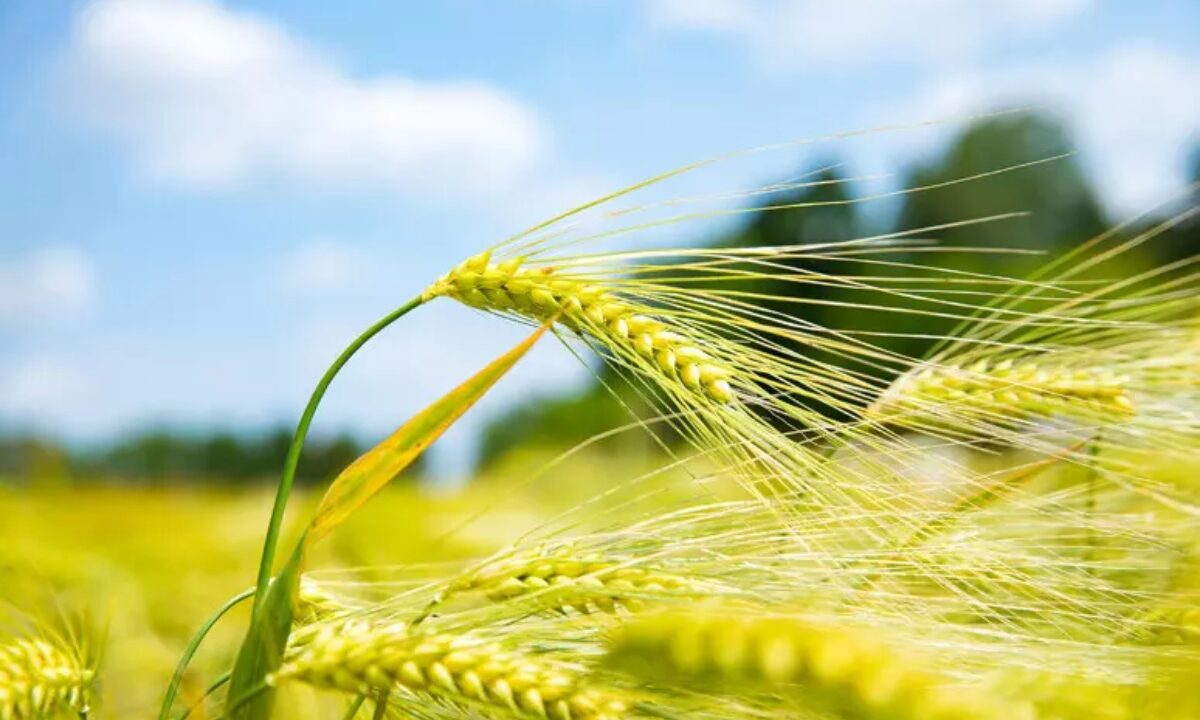 spiga grano